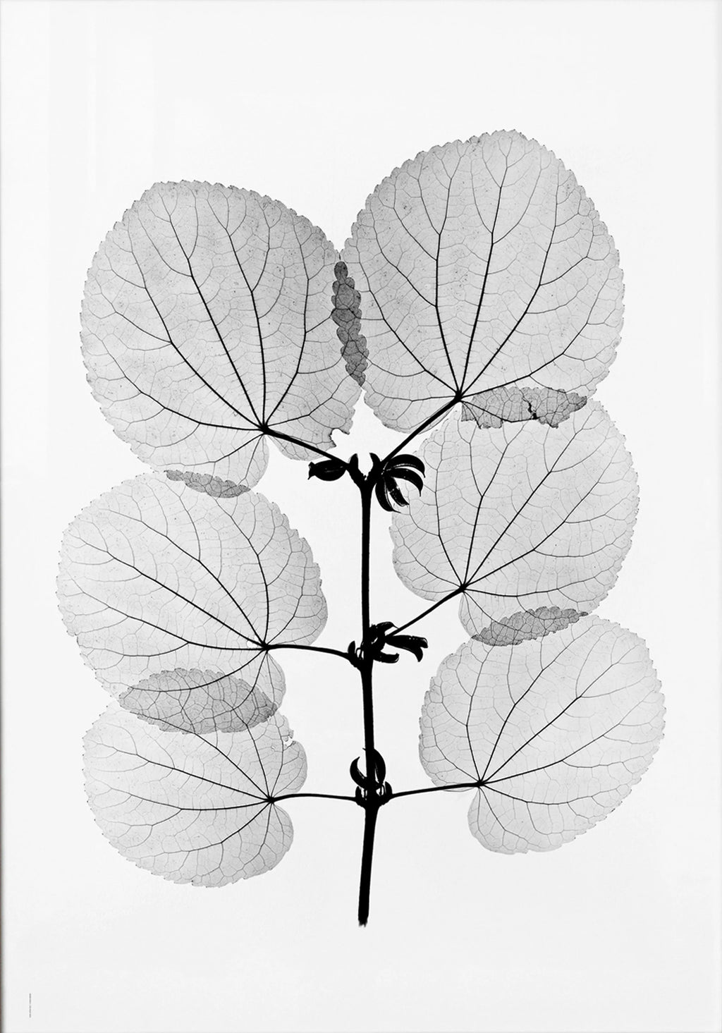 Katsura Poster mit botanischem Röntgenmotiv