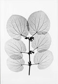 Katsura Poster mit botanischem Röntgenmotiv