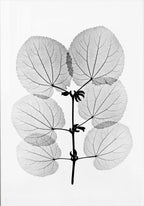 Katsura Poster mit botanischem Röntgenmotiv