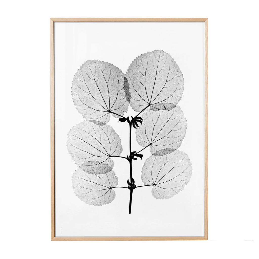 Katsura Poster mit botanischem Röntgenmotiv