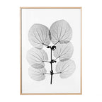 Katsura Poster mit botanischem Röntgenmotiv
