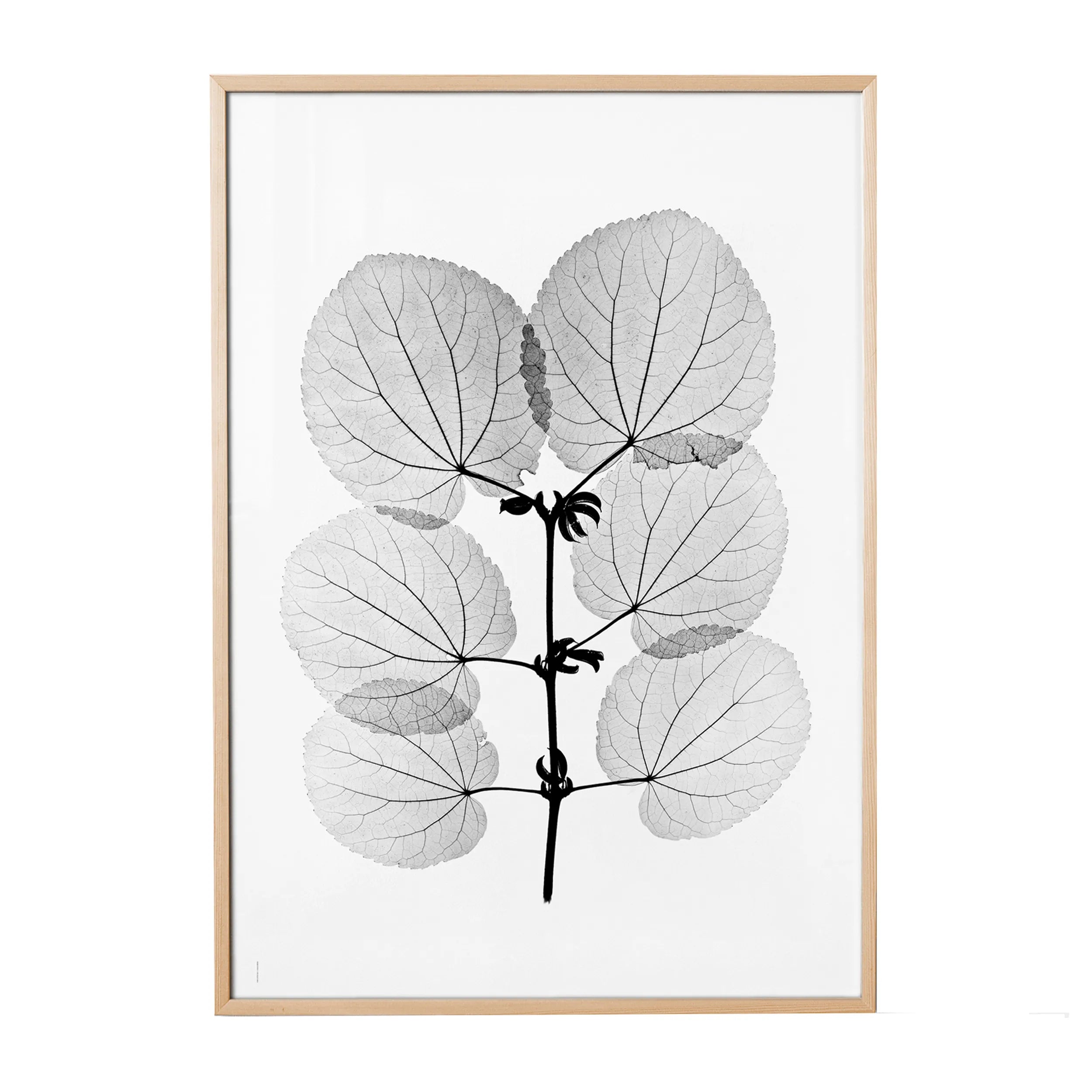 Katsura Poster mit botanischem Röntgenmotiv